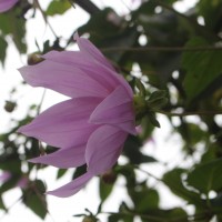 Dahlia imperialis Roezl ex Ortgies